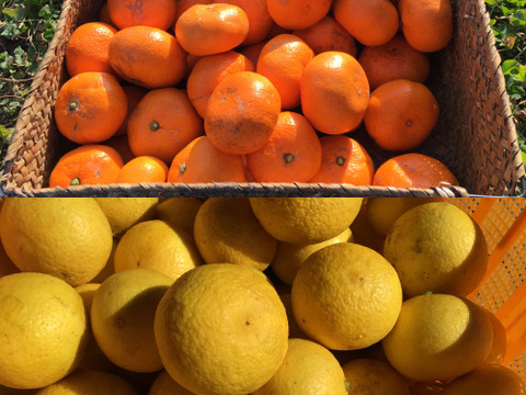 【柑橘おまけ付き】湘南&青島みかんストレートジュース500ml2本＆八朔ストレートジュース500ml2本セット熨斗対応可