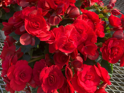 【贈答用】他では手に入らない最高級品。エラチオールベゴニア【バスケット2入】５寸