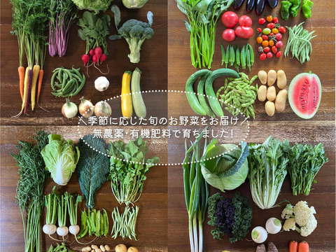 農薬不使用！千葉県船橋市産　野菜セット9～10品目