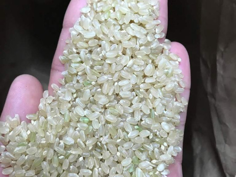 【農薬・肥料不使用】令和五年産　元気つくし　玄米