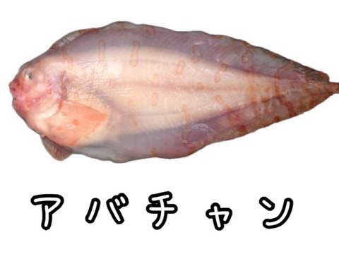☆YouTubeで紹介☆ へんな魚ボックス【未利用魚オンリー】魚種指定不可、お届け日指定不可の商品です