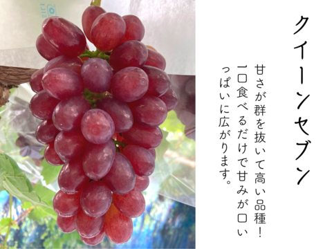 お中元】夏ぶどう二色セット 泉州パープル＋クイーンセブン