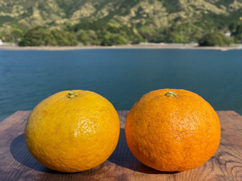 甘夏&紅甘夏　栽培期間中農薬不使用 柑橘セット　箱込み4kg　【柑橘食べ比べ】