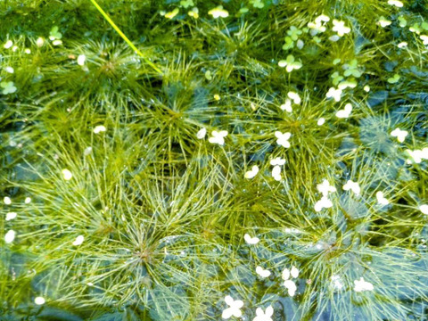 一等米【自然栽培】コシヒカリ【玄米５ｋｇ】熊谷の太陽🌞自然が育てたお米🌱栽培期間中農薬不使用・化学肥料不使用・除草剤・動物性堆肥不使用✨食べチョクAW2023米・穀類🥇１位受賞【福袋】令和7年産