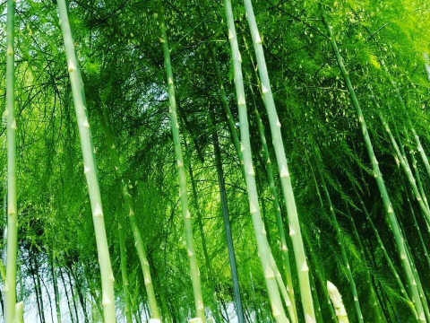 【採れたて直送】森のアスパラ １㎏100本程度（ＳⅯサイズ）