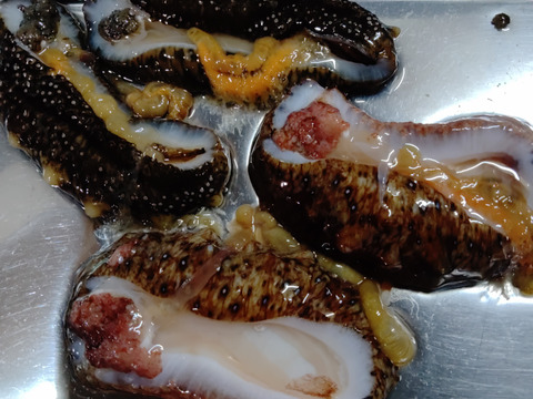 食べきりサイズ！柔らかい！
小泊産！冷凍なまこ100g×10パック
