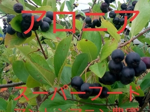 【ｽｰﾊﾟｰﾌｰﾄﾞ】アロニア冷凍果実　1ｋｇ（ｱﾝﾄｼｱﾆﾝ・ﾎﾟﾘﾌｪﾉｰﾙ豊富♪）令和4年産の新潟県産（アロニア　ブルーベリー　ポリフェノール　アントシアニン）