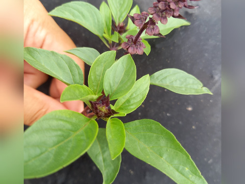 タイバジル　100g