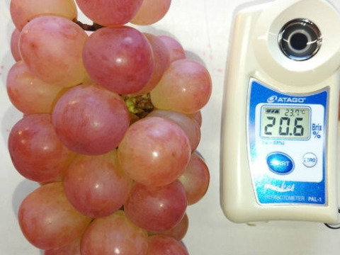 「牧丘天空の丘　ヌーベルローズ」 約1kg(2～3房) 10月1日～発送