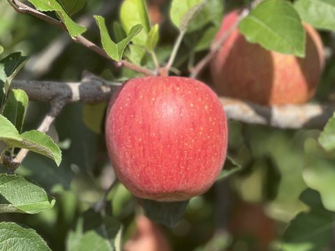 【３品種】詰め合わせ🍎🍏　おまかせ3キロ
