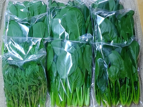 【農家の食卓からお裾分け】冬の中、じっくり育った「王道」冬野菜！ほうれん草＆小松菜＆春菊🥬 朝採りたっぷり3種詰合せ📦