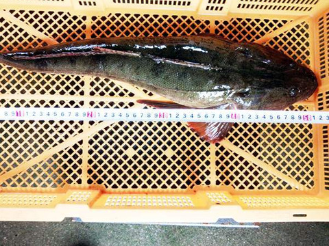 高級魚 あがりマゴチ ２ｋｇ以上 2 3本 煮魚に 真鯒 真ゴチ 死んでしまったコチ 焼き魚 刺身 お刺身 宮城県産 日にち指定不可 宮城県産 食べチョク 農家 漁師の産直ネット通販 旬の食材を生産者直送