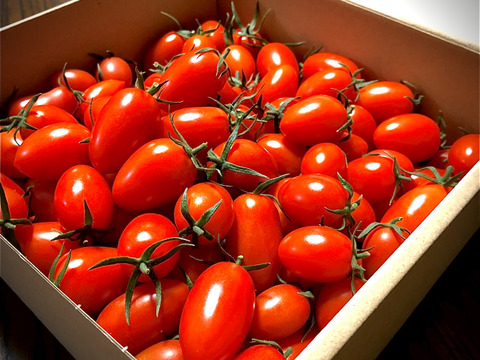 【定期便】【食べ応え抜群】海のミネラルたっぷりのにこりトマト（1kg）