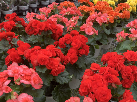 【贈答用】真紅の花弁に魅了されます。エラチオールベゴニア【カルメン】4.5寸