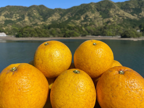 【冬ギフト】【日本の柑橘飲み比べ】生搾り果汁100%ストレートジュース（河内晩柑・甘夏）無添加 栽培期間中農薬、化学肥料不使用　  2本（1本720ml）