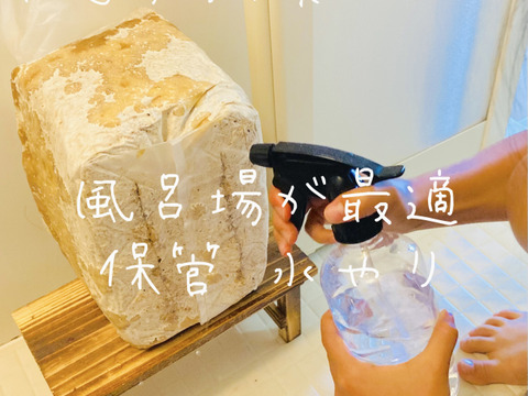 【大人の自由研究】【6月5日までの限定販売】『高知県産きくらげ栽培用の菌床ブロック×2個』簡単な育て方リーフレット付 ※商品到着後1週間以内に切込みを入れ栽培できる方