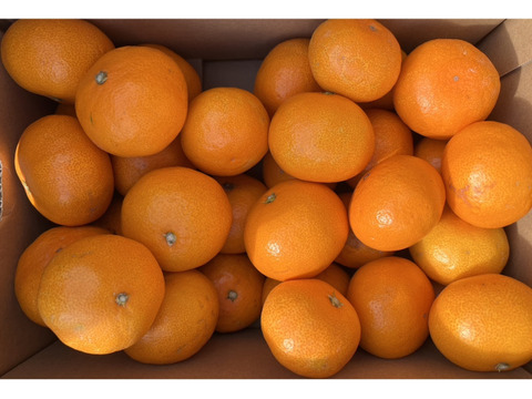 まどんな家庭用2.5キロ＋良品みかん3キロ　※1月6日から順次発送開始