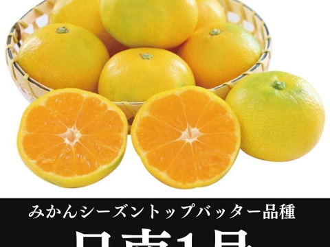 みかん 【約1.5キロ箱込み】品種:日南１号 訳ありみかん 極早生 西浦みかん 訳あり 静岡産 蜜柑 果物 フルーツ 柑橘 果物 柑橘類 お土産 誕生日 お歳暮 訳ありみかん