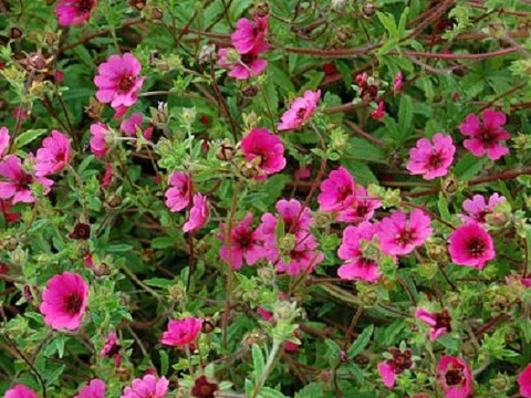 2個セット ポテンティラ ロンマクビース  イングリッシュガーデン グランドカバー 花苗 多年草 宿根草