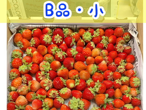 ※期間限定※【業務用】夏秋いちご［小サイズ]内容量4kg/8kg