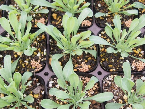 2個セット オンファロデス リトルスノーホワイト ホワイトガーデン イングリッシュガーデン 花苗 花壇苗