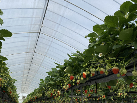 【苺音エコノミーハーフ約600g】香川県産さぬきひめ｜食べチョクいちごグランプリ2025金賞受賞❗️