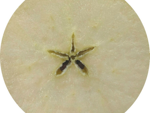 甘ぁ～い💛トキ🍏家庭用約4.5Kg🍏青森県産　数量限定