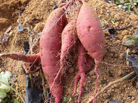 野菜ソムリエサミット金賞！ねっとり甘い熟成「紅はるか」約4.5kg