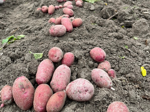 アンデスレッド・ドラゴンレッド 食べ比べセット 5kg【自然栽培】