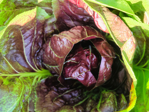 クセになるほろ苦さ！ラディッキオ（トレビス）2個