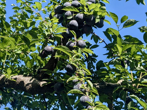 ゴロッとあまいバイオチェリー(1kg)