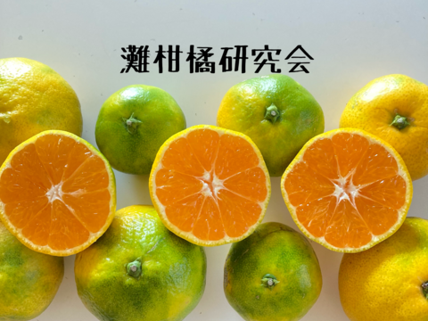 9月30日まで受付　早期予約キャンペーン！　極早生箱込5kg　家庭用Ｍサイズ　山口岩国みかん　瀬戸内の恵み甘酸っぱいフレッシュなお味をお届けします！