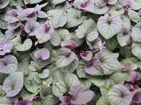 2個セット 黒葉ビオラ ラブラドリカ ブルーガーデン カラーリーフ 宿根草 多年草 花壇苗 イングリッシュガーデン