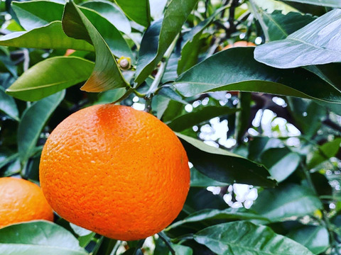 The citrus【BITTER ORANGE】ビターオレンジ 約2kg