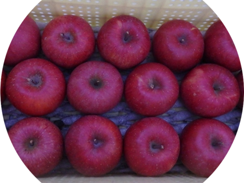 【福袋】サンふじ約2キロ＆無添加・低糖りんごジャム2本【配達日指定可】JA基準より60％減の低農薬栽培