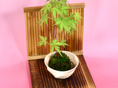 〜優しい空間を〜　苔玉　山もみじ（衝立付き）