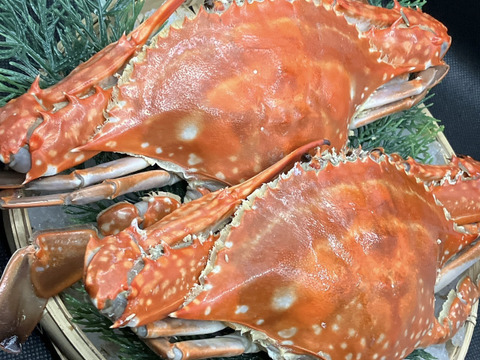 【浜名湖産】茹で湖宝蟹(本渡り蟹)１杯約200～500ℊ詰め合わせて1kg