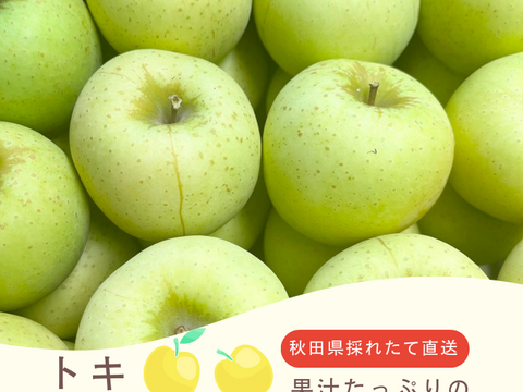 トキりんご 3kg 採れたて直送 リンゴ 美味しい ギフト 家庭用 美味しいりんご おすすめ 果実 フルーツ ツガル お取り寄せフルーツ お試し 青リンゴ 黄色りんご