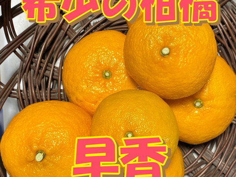 【数量限定☆希少の柑橘セット🎁】甘さいっぱい！お得いっぱい！野菜と果物詰め合わせ箱☆🥗🍠🥦＋みかん早香付き🍊🍋酸味は少なく甘さたっぷり！