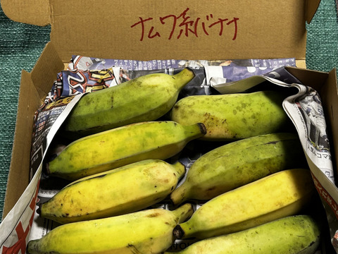 予約販売1ヶ月待ち〔自然栽培〕ワクワバナナ