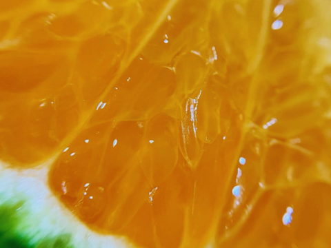 【送料お得！】農薬・肥料不使用｜自然栽培 極早生みかん５kg×２箱（人氣サイズをお裾分け）【食べチョク限定・小玉みかん増量中】