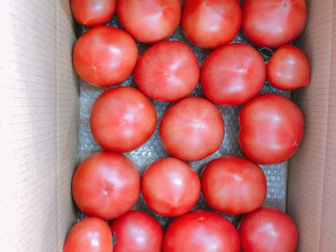 麗夏トマト2.8キロ詰め
