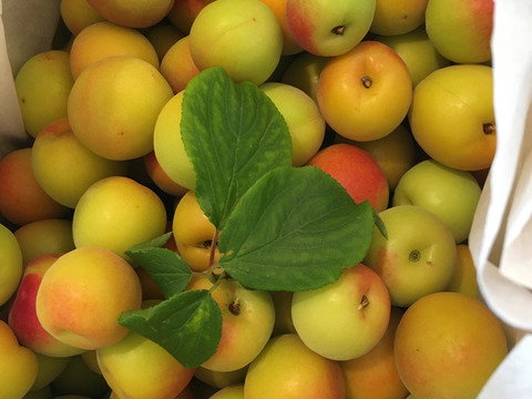 まじりっけなし！梅干に最適！『十郎小町』3kg 自然栽培の梅。ジャムや茶梅など幅広いレシピに。農薬不使用