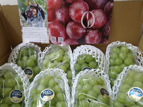 【残りわずか】岡山産シャインマスカット 5kg｜ファミリーで楽しめる皮ごと食べられる甘くてジューシーな大粒・種なしぶどう！