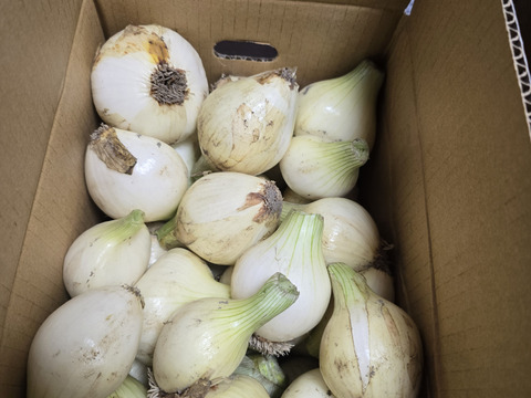 出たらラッキー！【訳あり】淡路島新玉ねぎ「極早生種」 5kg