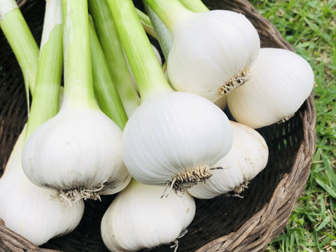 旬の今だけ‼︎茎付きにんにく＊1kg