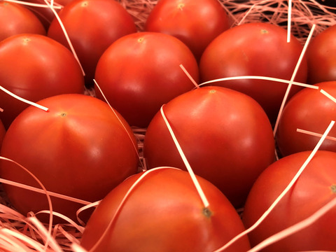 《春だ！旬だ！トマトが美味い！》ぜいたくトマト《春の陣》