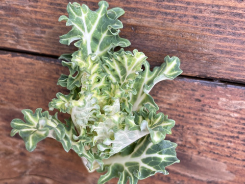 冬の恵 「プチヴェール」2〜3種ミックス80g×5袋