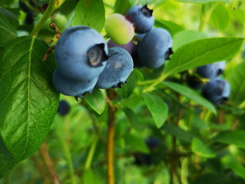 ≪生食用≫《自然栽培》完熟ブルーベリー500g　ハイブッシュ系