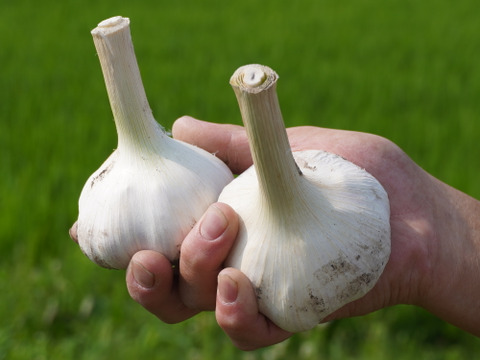 【味くらべ！】 ピンク＆ホワイト バラにんにく400g 北海道産 農薬不使用自家栽培にんにく